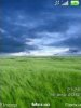 Grass in field