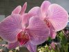 Orchids