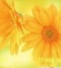 Yellow flower