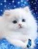 Котеночек