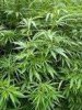 Cannabis