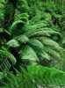 Tropici