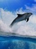 Delfin