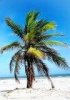 Palm
