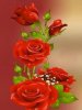 Love rose