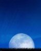Bluemoon