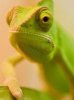Hameleon