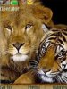 Wild Cats