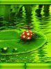 Green Breeze