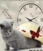 Cute cat