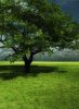 Green Nature
