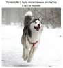 Мудрость хаски