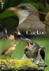 BBC: Мир природы. Кукушка The Natural World. Cuckoo (2008)