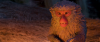 Кубо. Легенда о самурае / Kubo and the Two Strings (2016)